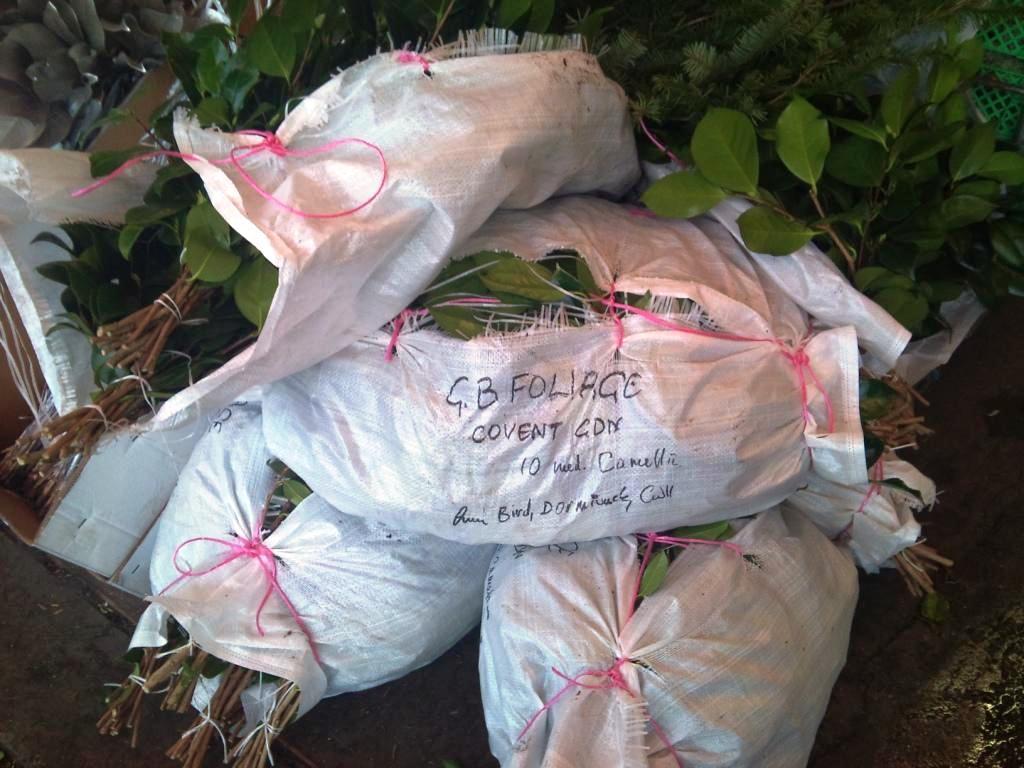 camellia-bags.jpg?mtime=20171003153520#asset:12594