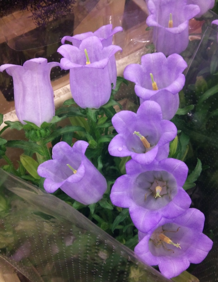 campanula_171003_165312.jpg?mtime=20171003165312#asset:12778
