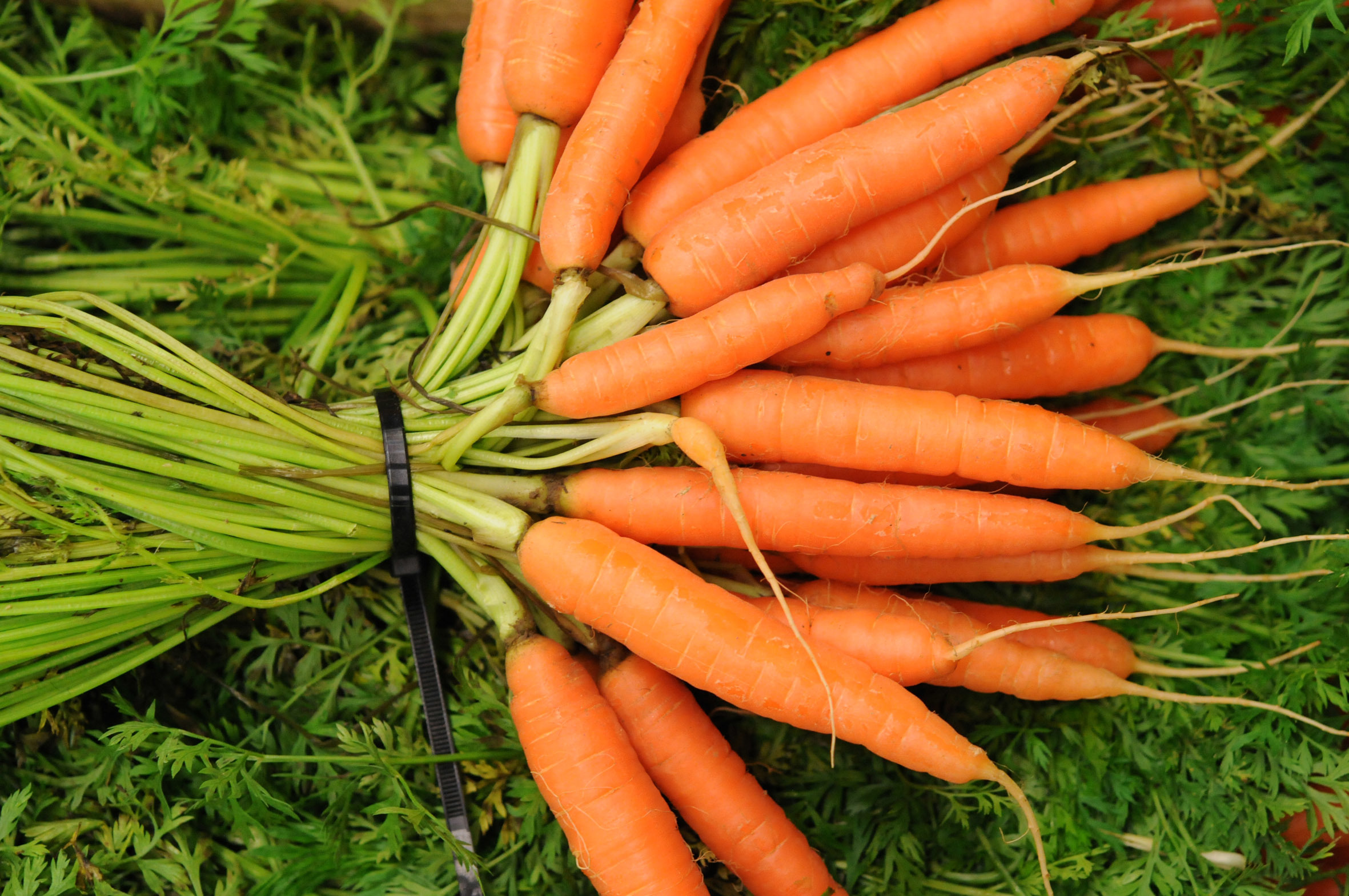 carrots.jpg?mtime=20170922120513#asset:11412