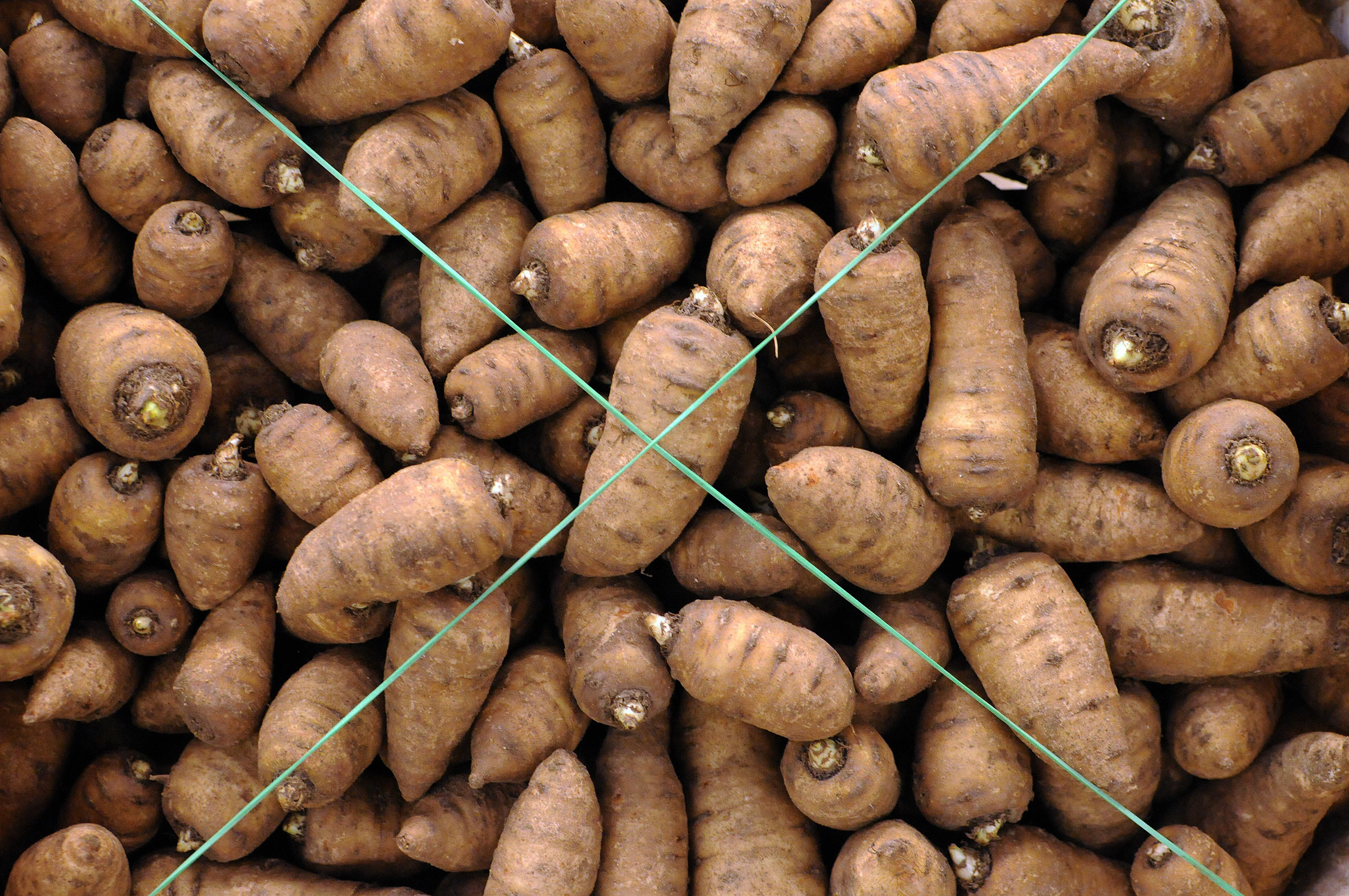 chervil_root.jpg?mtime=20170922120516#asset:11413