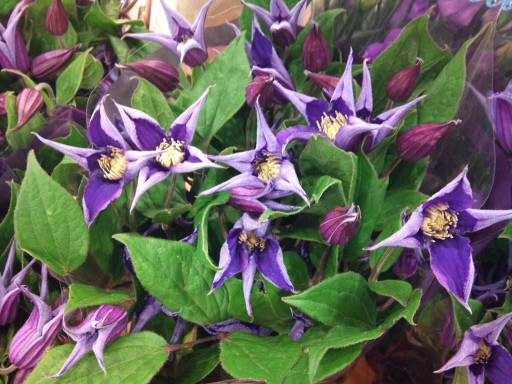 clematis.jpg?mtime=20171003165313#asset:12779
