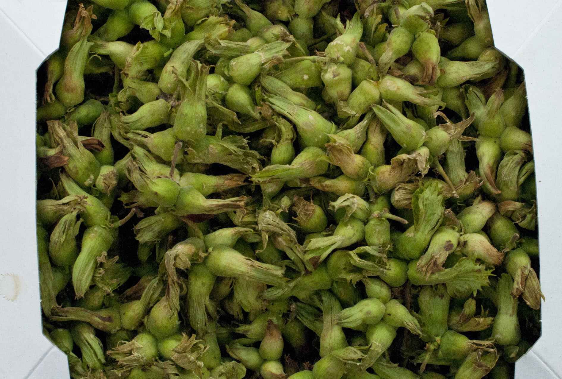 cobnuts.jpg?mtime=20170922121307#asset:11429