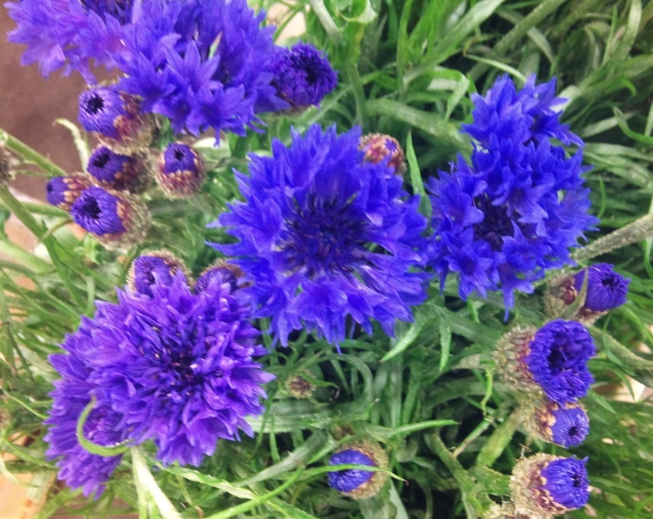 cornflower.jpg?mtime=20171003165302#asset:12777
