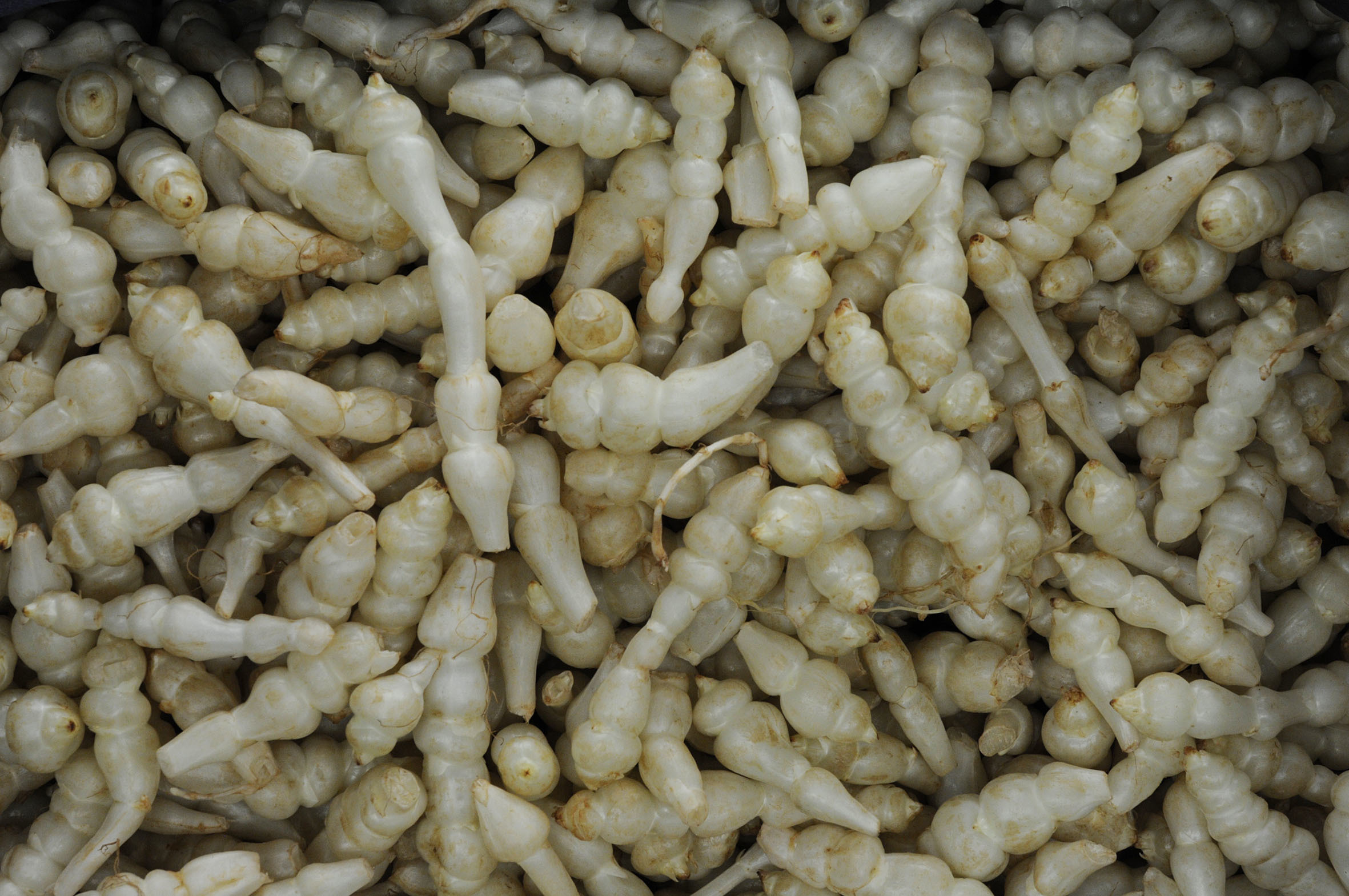 crosnes.jpg?mtime=20170922115344#asset:11401