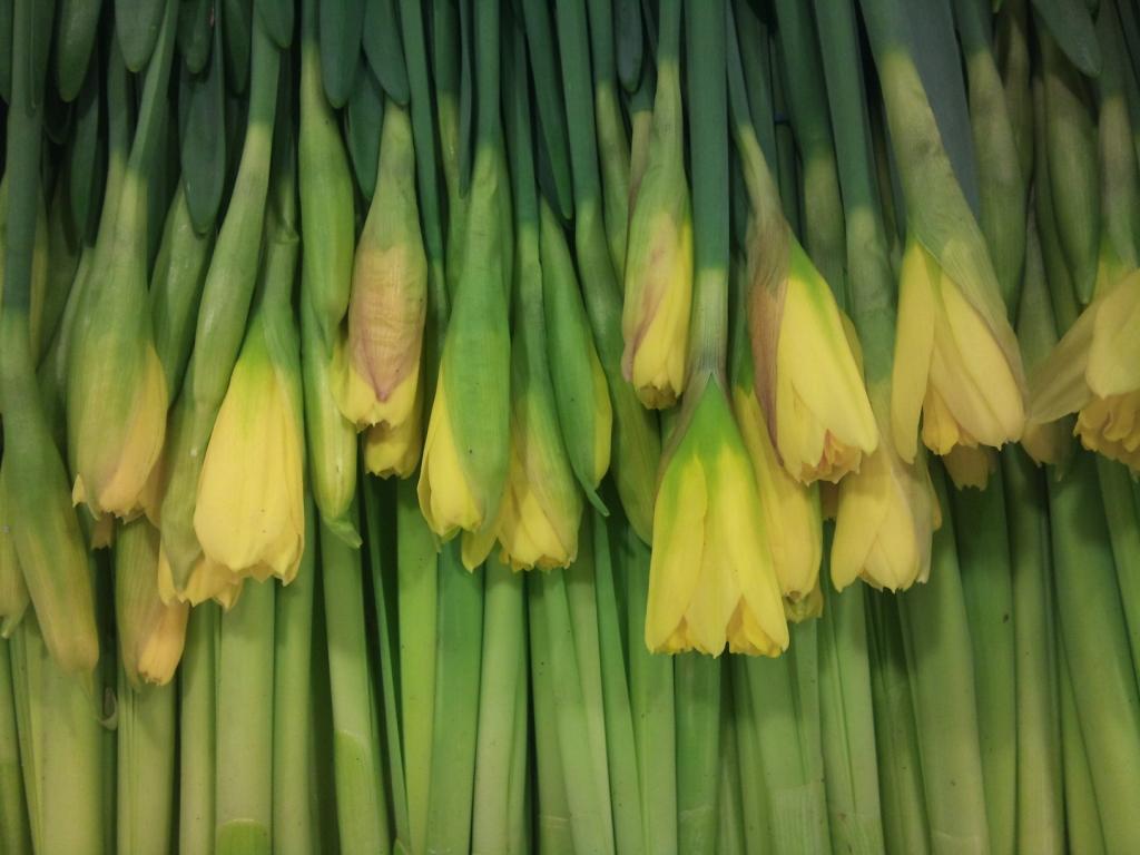 daff-buds.jpg?mtime=20171003153521#asset:12596