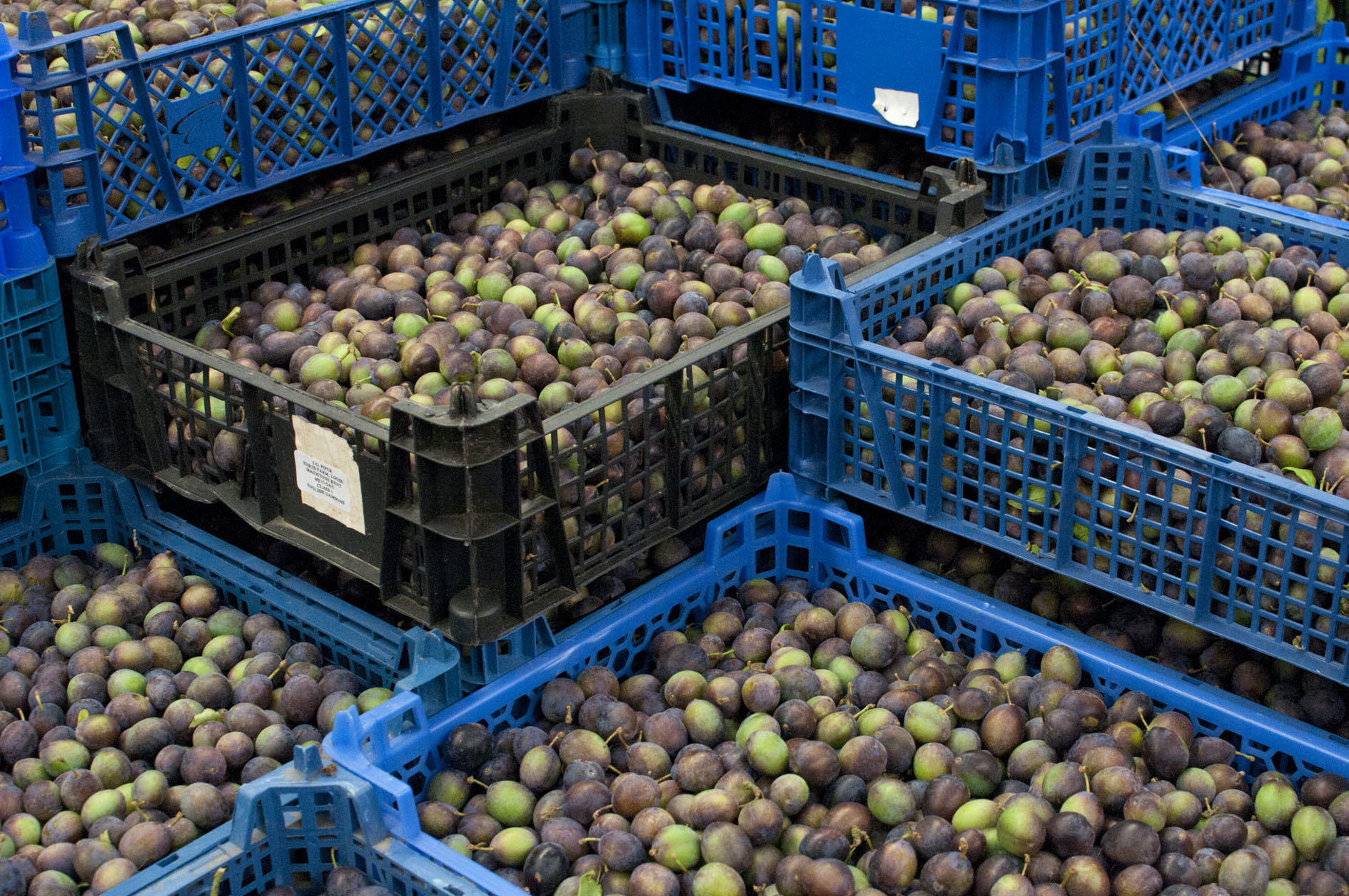 damsons.jpg?mtime=20170922121308#asset:11430