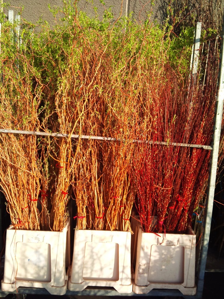 dogwoods-and-willows.jpg?mtime=20171003165921#asset:12797