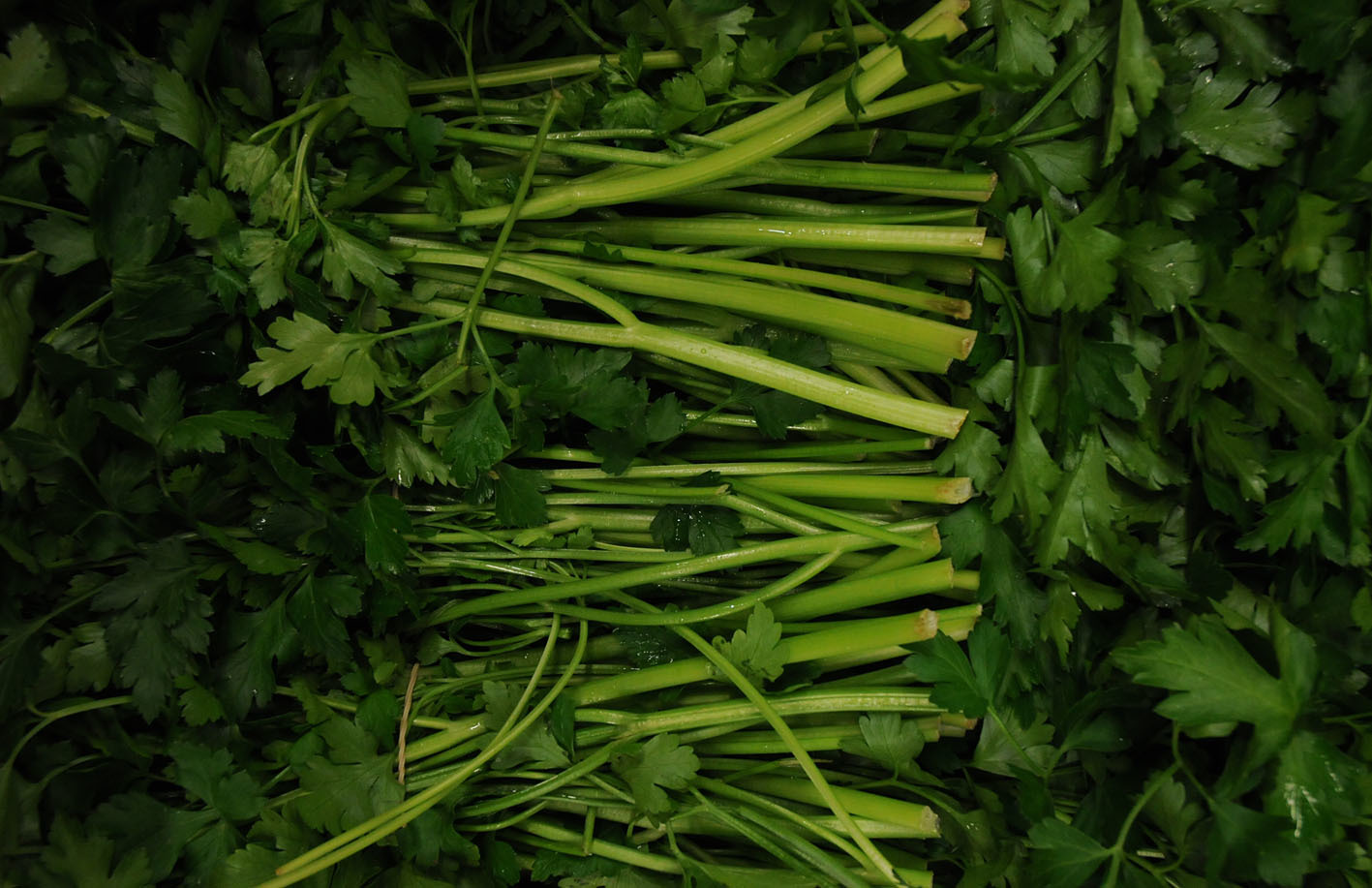 flat-leaf-parsley.jpg?mtime=20170922144309#asset:11545