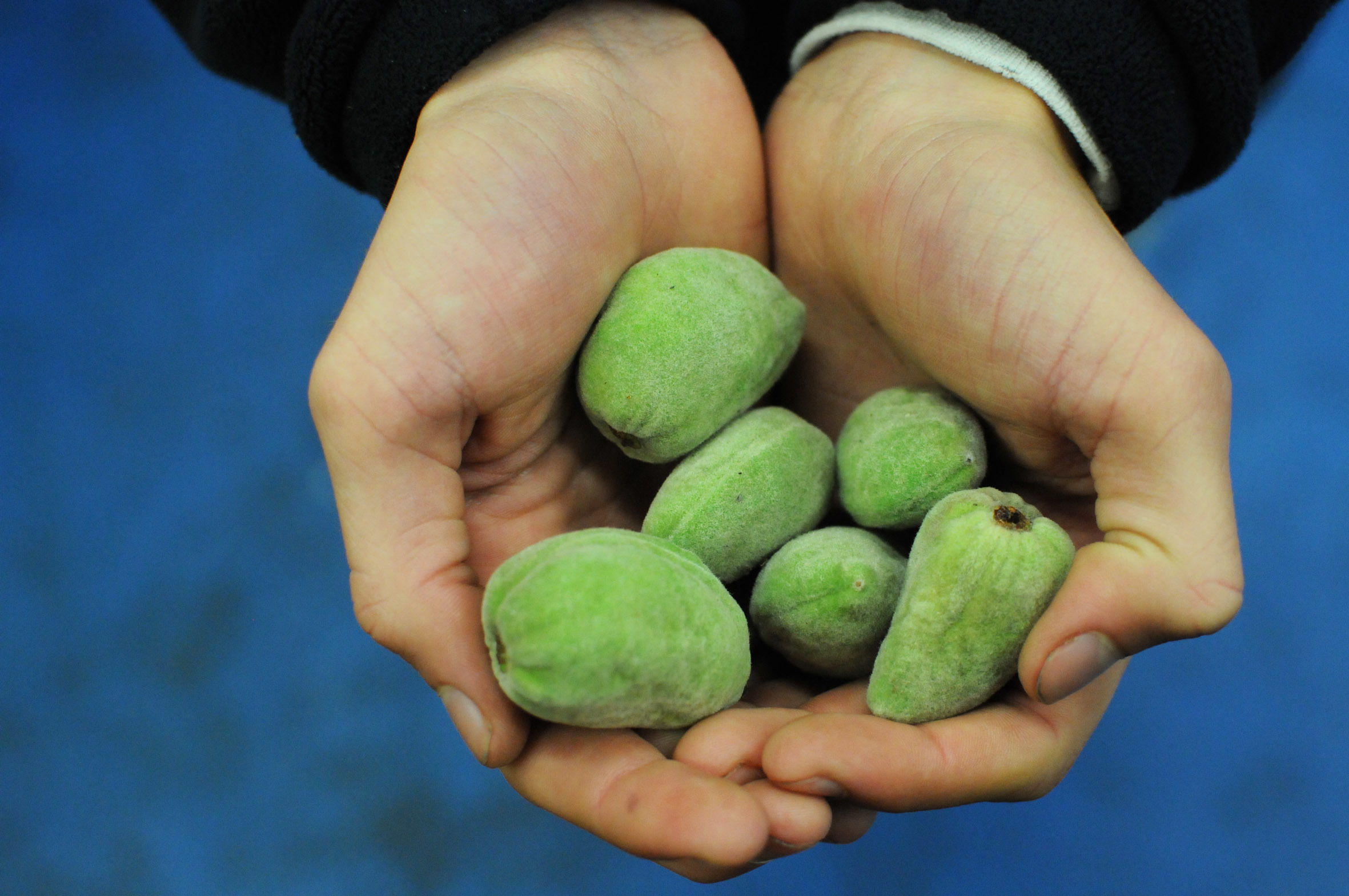 fresh-almonds.jpg?mtime=20170922135434#asset:11461