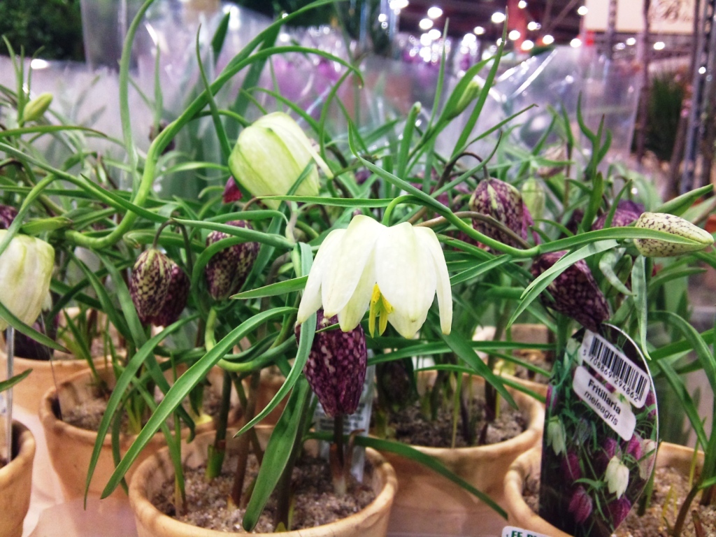 fritillaria.jpg?mtime=20171003165826#asset:12793