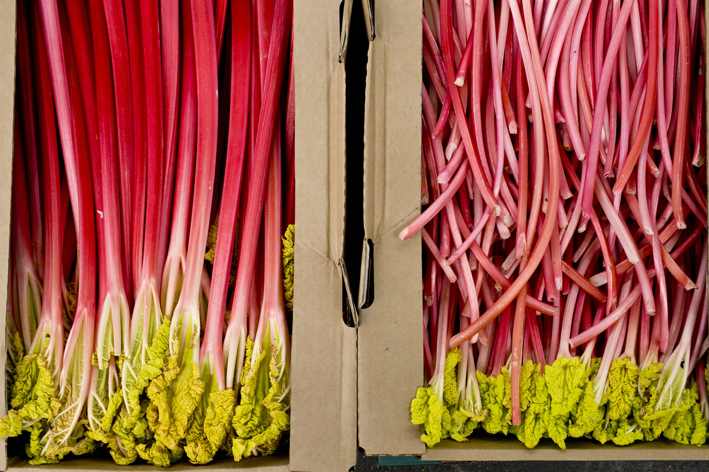 fruit-and-vegetable-market-report-february-2014-rhubarb.jpg?mtime=20170922113427#asset:11353