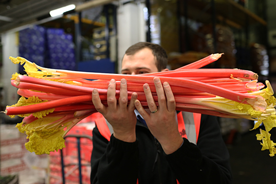 fruit-and-vegetable-market-report-january-2014-forced-rhubarb.jpg?mtime=20170922114113#asset:11365