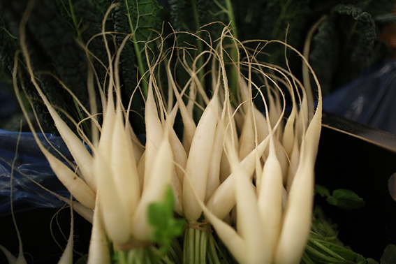 fruit-and-vegetable-market-report-january-2014-icicle-radish.jpg?mtime=20170922114115#asset:11367