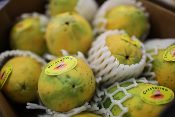 fruit-and-vegetable-market-report-january-2014-papaya.jpg?mtime=20170922114117#asset:11372