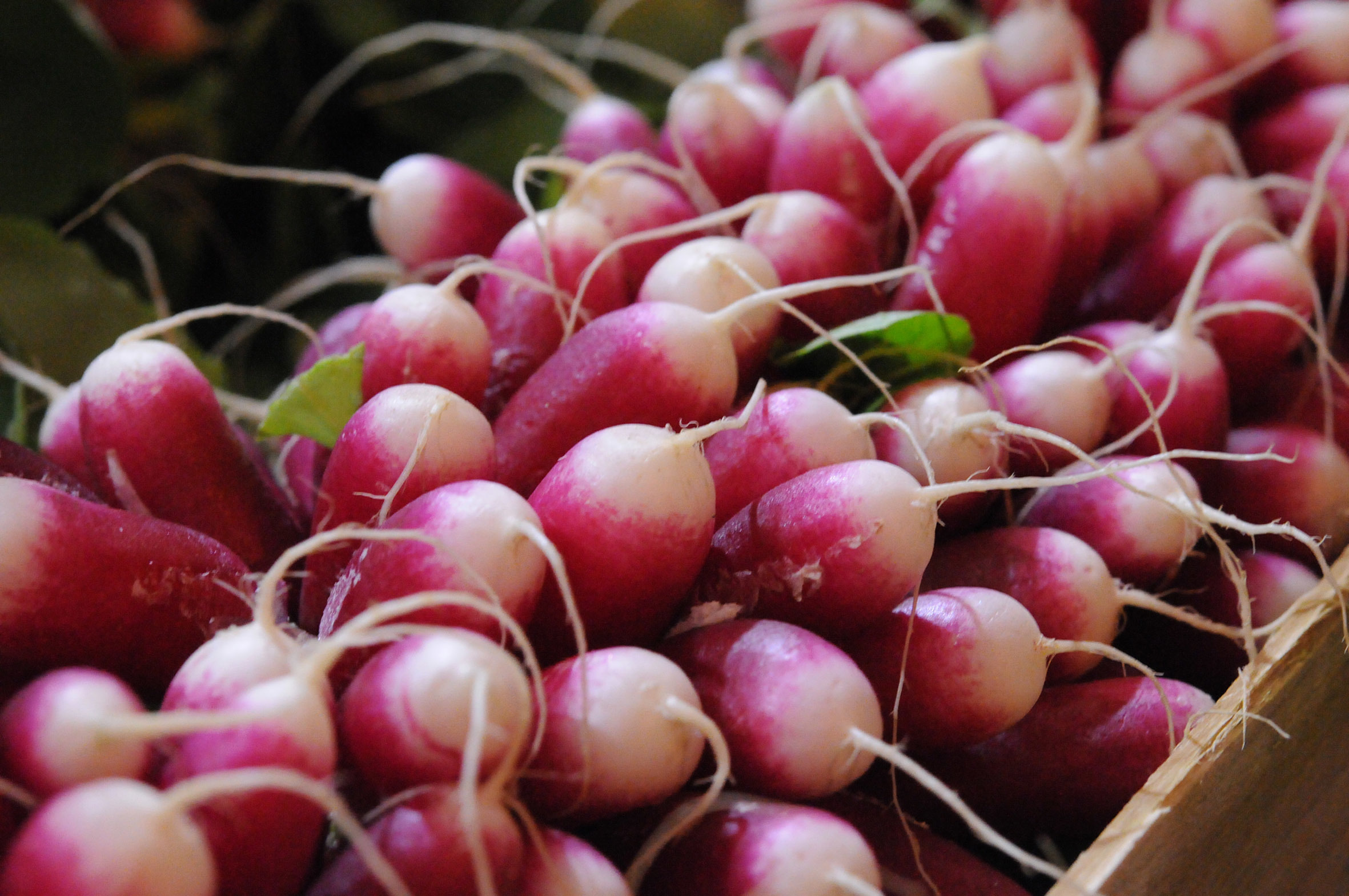 fruit-and-vegetable-market-report-january-2014-radish.jpg?mtime=20170922114120#asset:11375