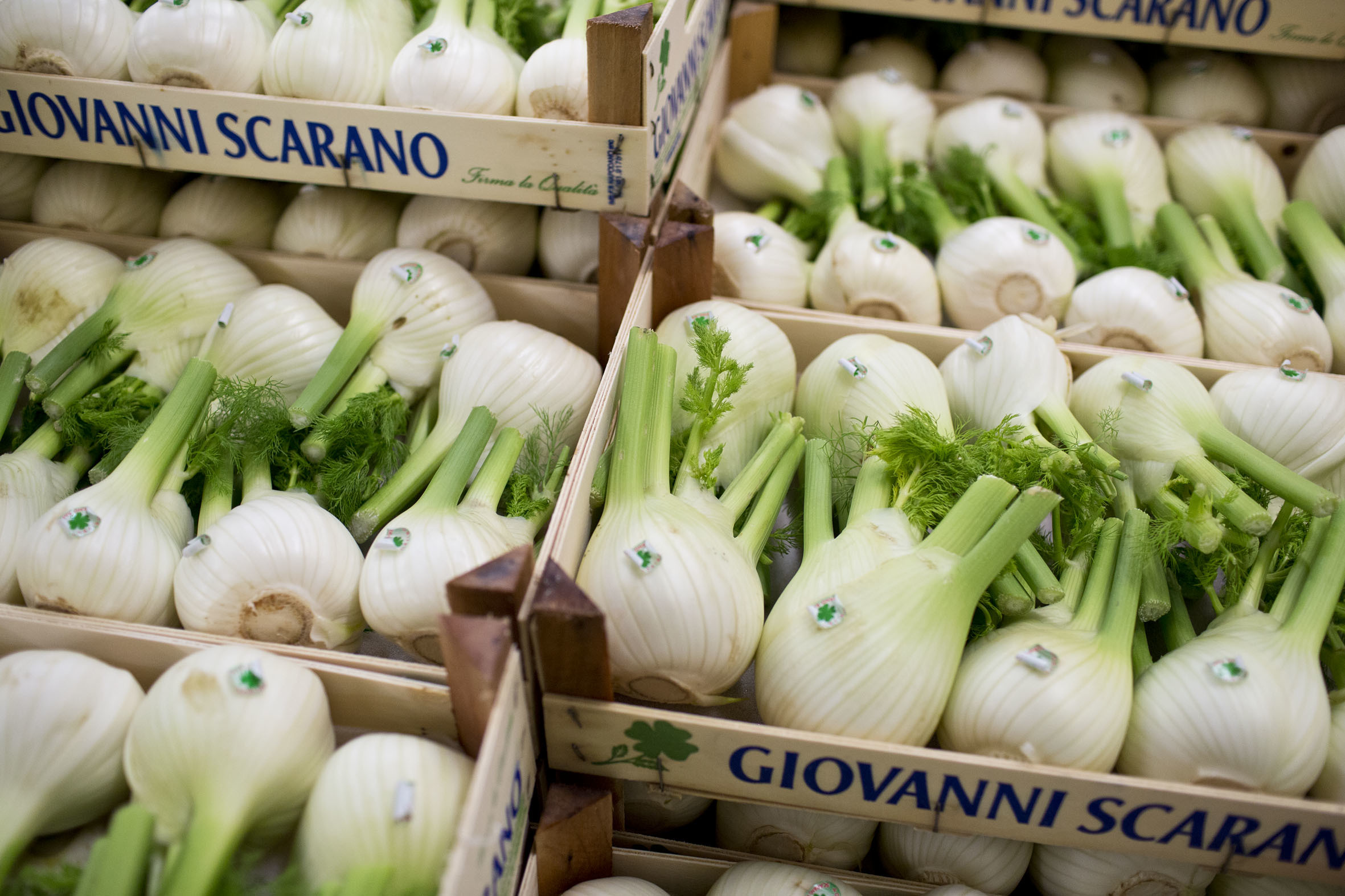 fruit-and-vegetable-market-report-march-2014-fennel.jpg?mtime=20170922112630#asset:11325