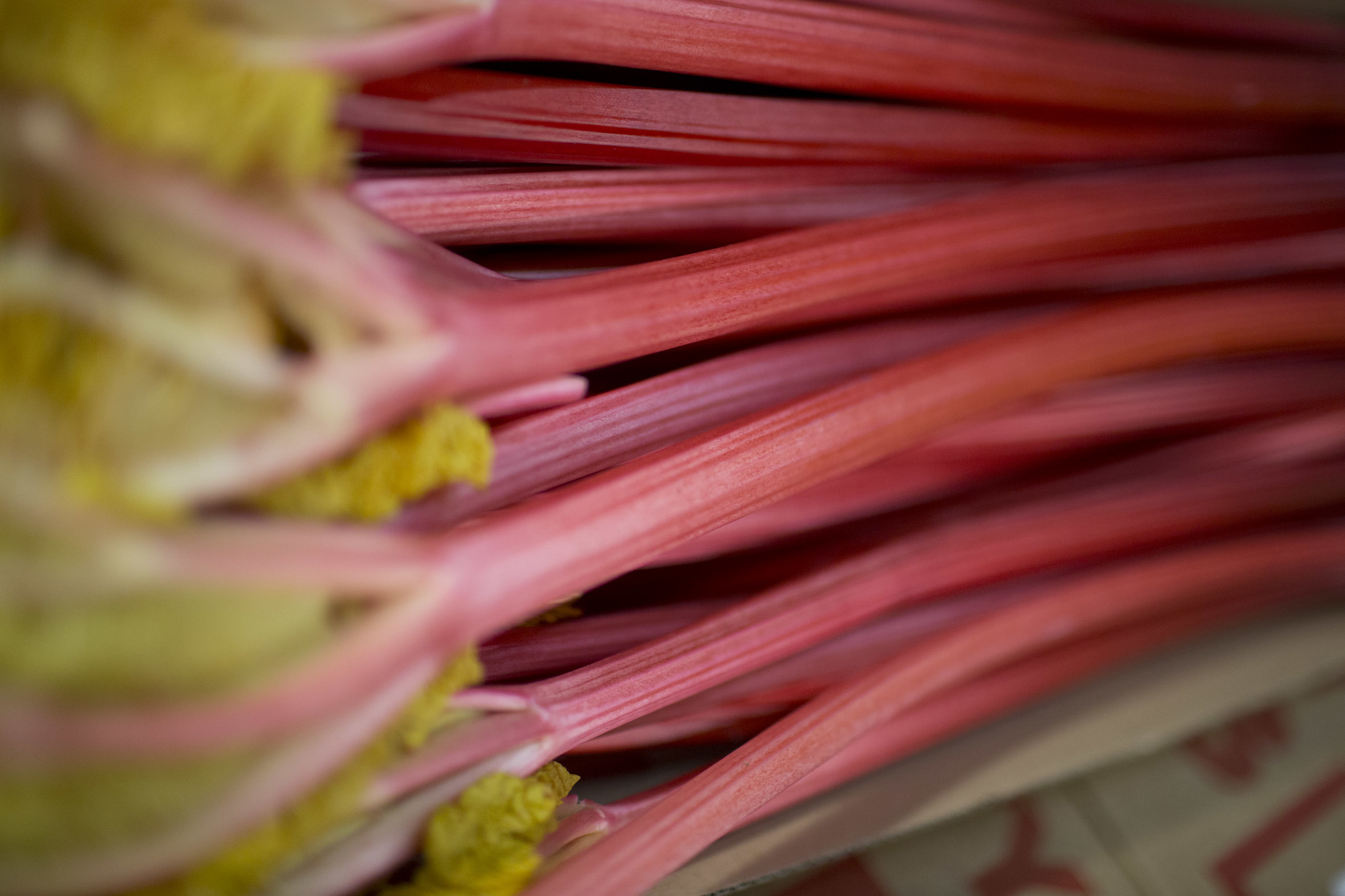 fruit-and-vegetable-market-report-march-2014-forced-rhubarb.jpg?mtime=20170922112632#asset:11326