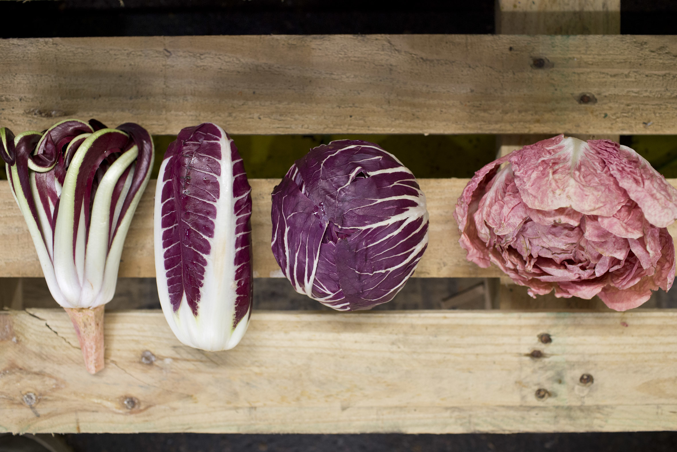 fruit-and-vegetable-market-report-march-2014-radicchio.jpg?mtime=20170922112646#asset:11332