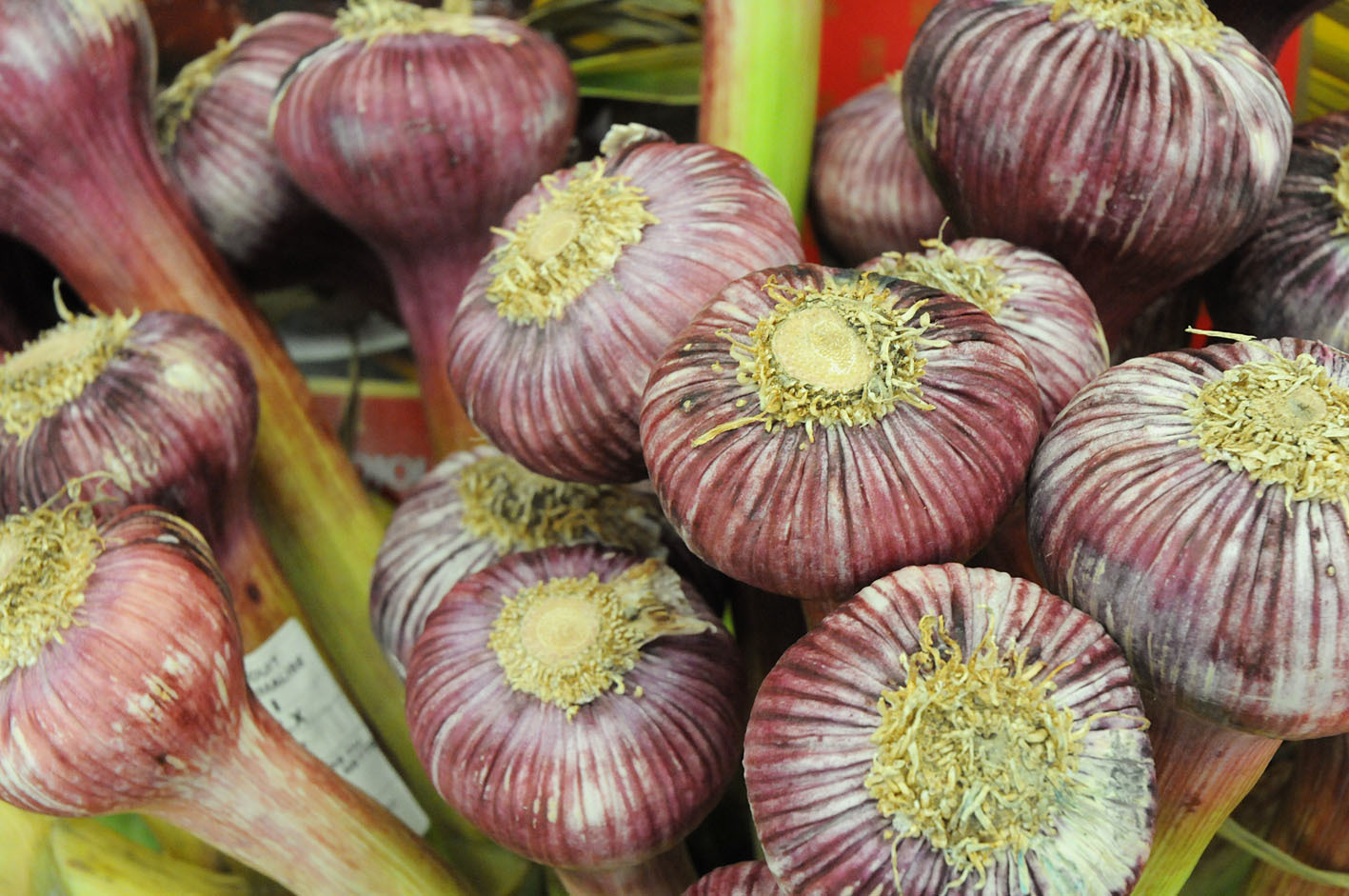 garlic.jpg?mtime=20170922143748#asset:11532
