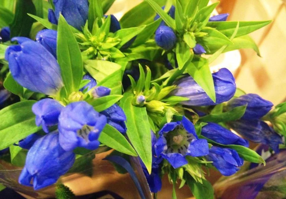 gentian.jpg?mtime=20171003153522#asset:12598