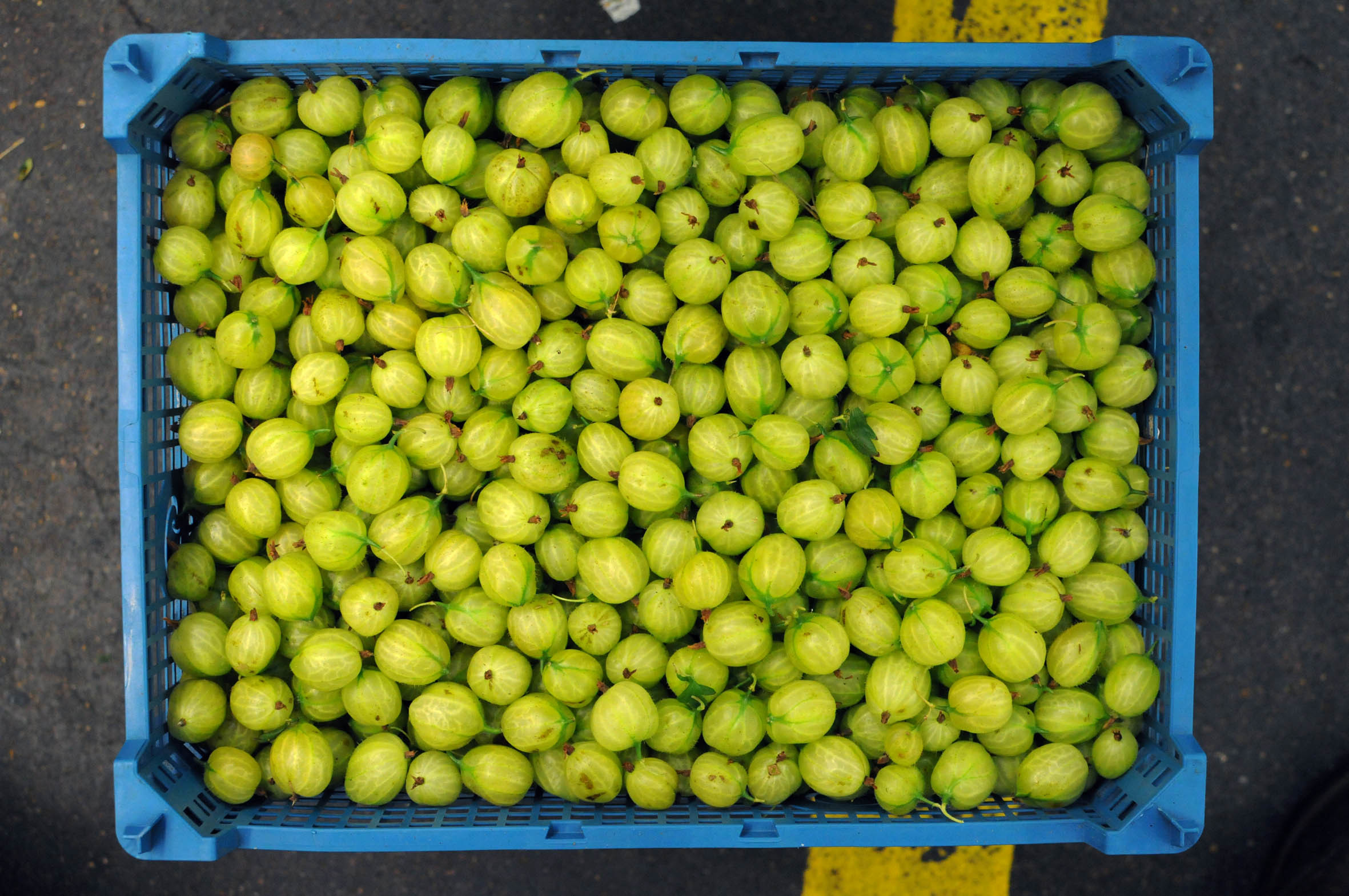 gooseberries.jpg?mtime=20170922135438#asset:11463