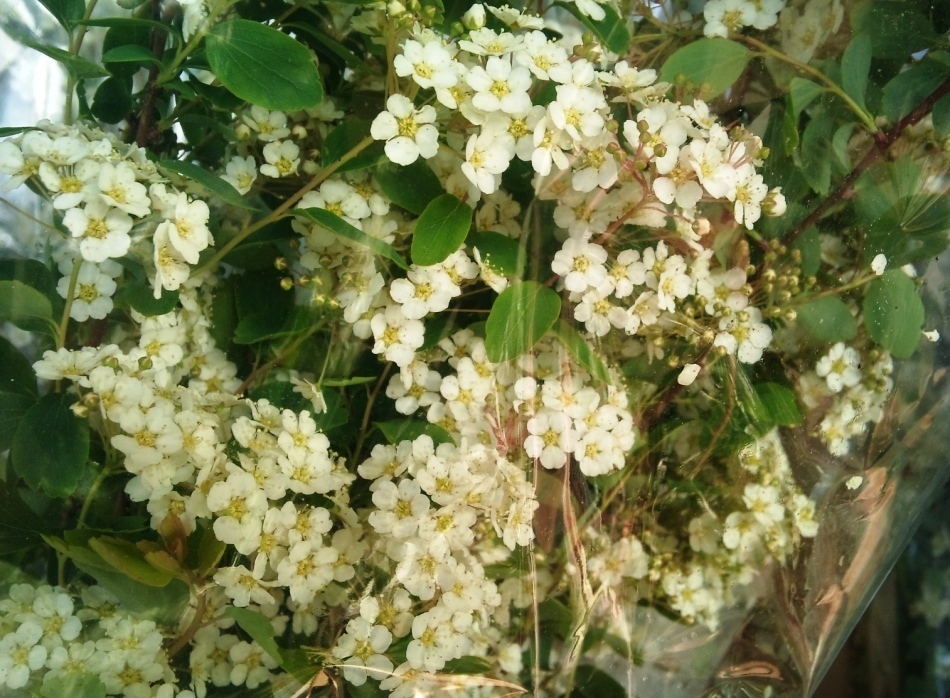 hawthorn.jpg?mtime=20171003164825#asset:12761