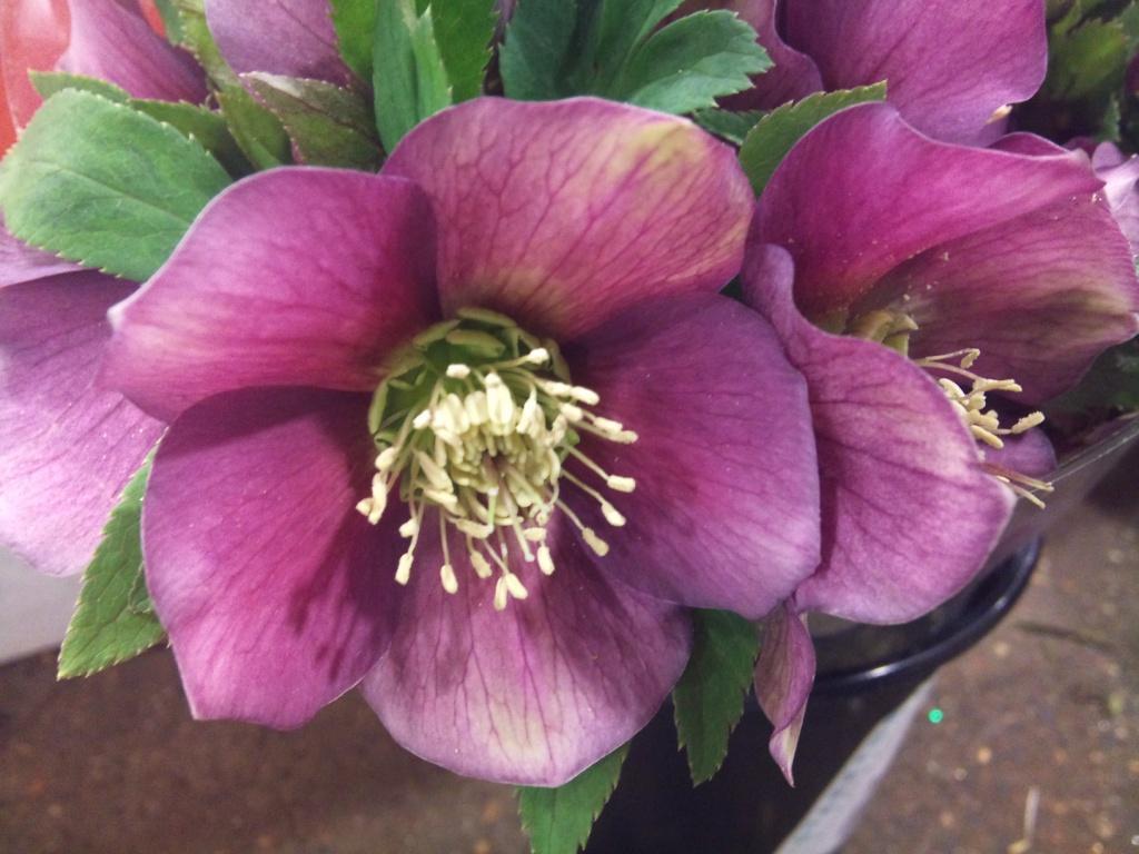 hellebore.jpg?mtime=20171003153523#asset:12599