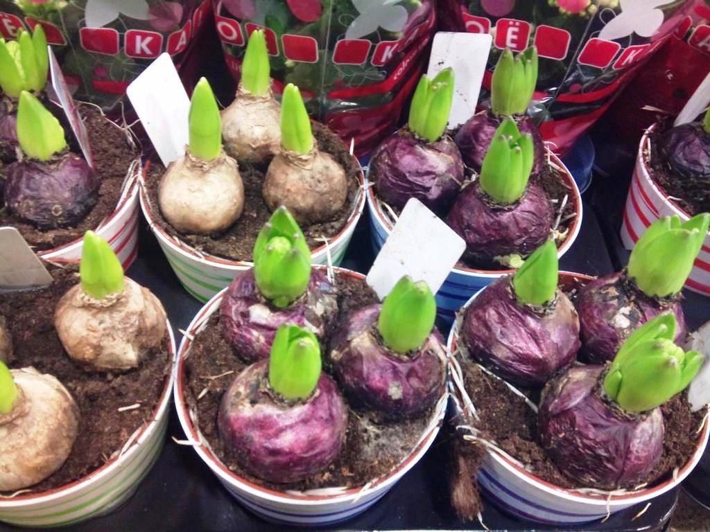 hyacinth-bulbs.jpg?mtime=20171003153422#asset:12587