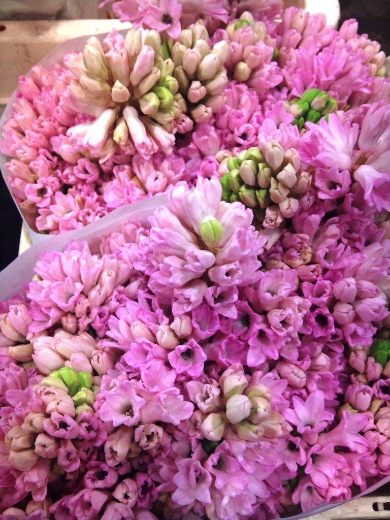 hyacinth.jpg?mtime=20171003153509#asset:12590