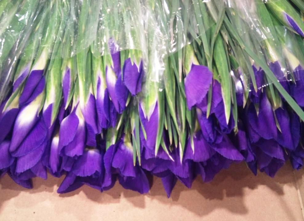 iris-buds.jpg?mtime=20171003153525#asset:12603