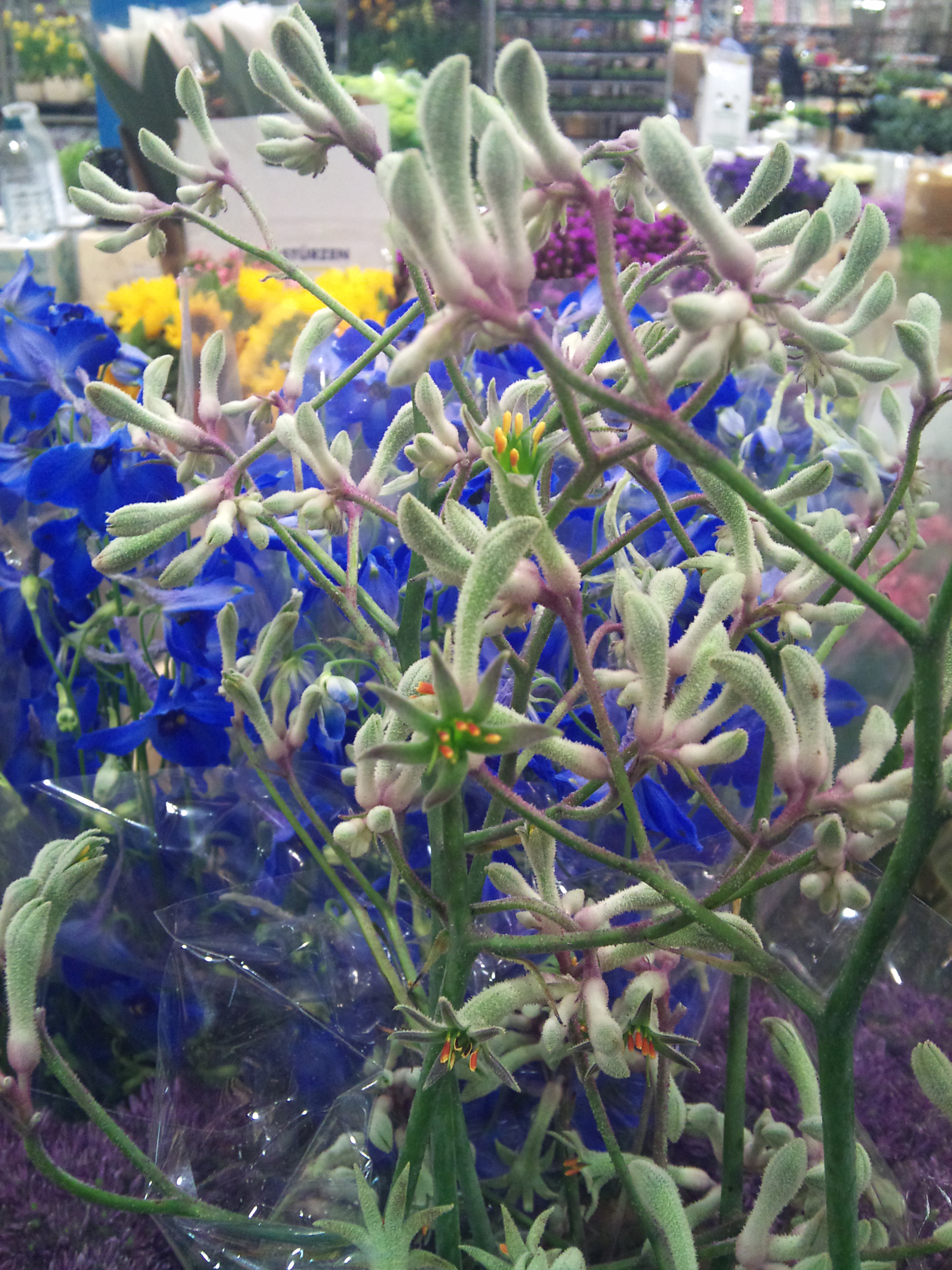 kangaroo-paw.jpg?mtime=20171003165415#asset:12781