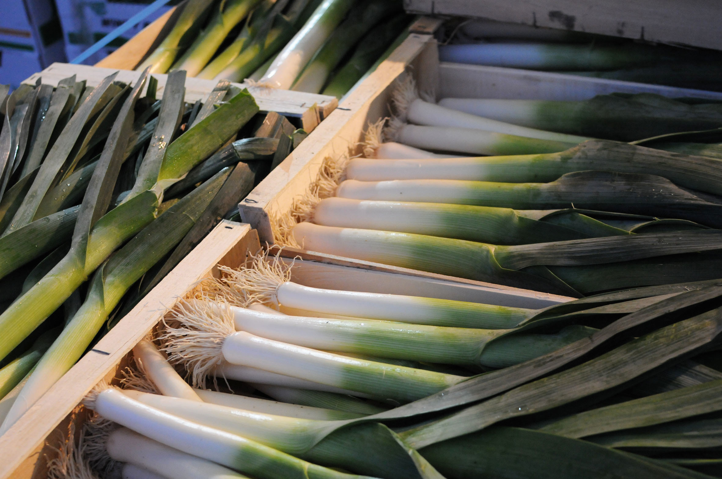 leeks.jpg?mtime=20170922135442#asset:11465
