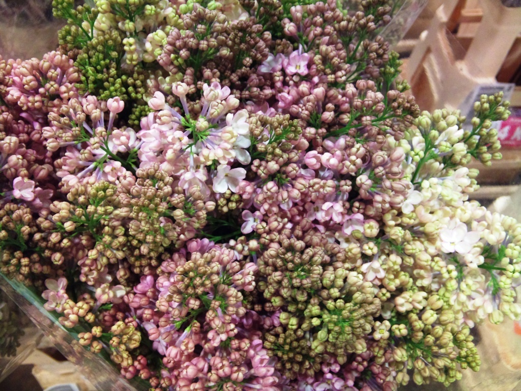 lilac-maidens-blush.jpg?mtime=20171003165623#asset:12784