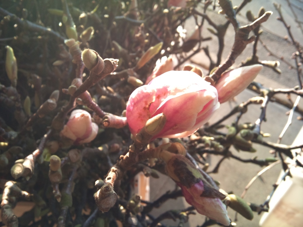 magnolia.jpg?mtime=20171003165922#asset:12798