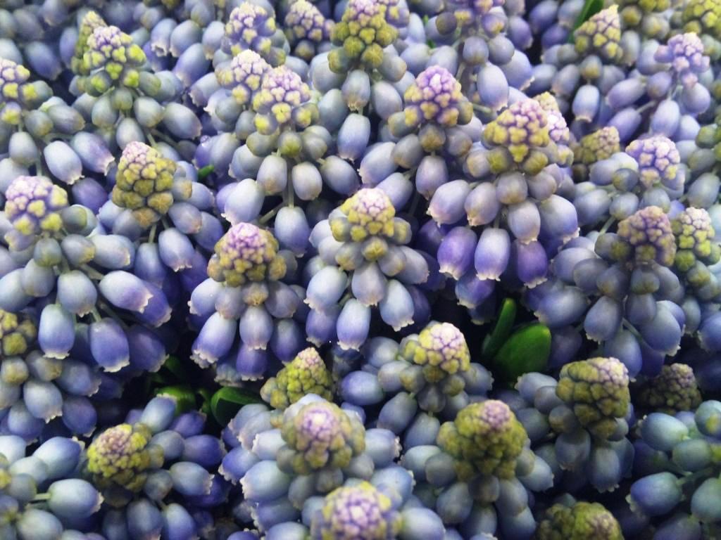 muscari.jpg?mtime=20171003153434#asset:12588