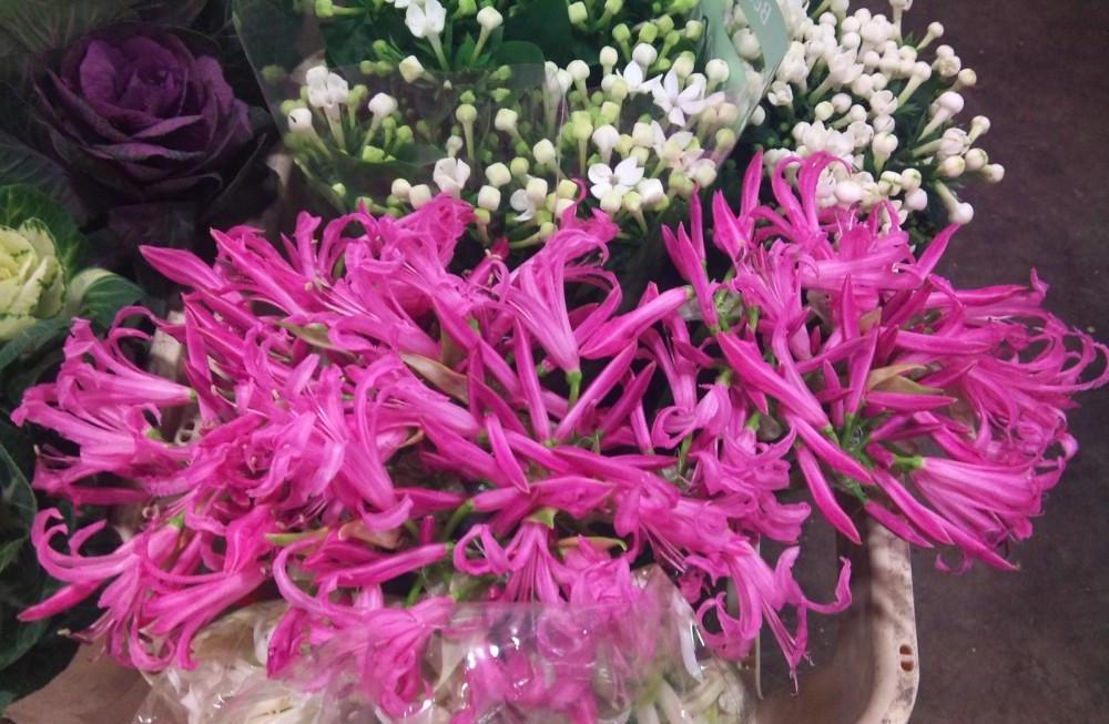 nerine-and-bouvardia.jpg?mtime=20171003153528#asset:12607
