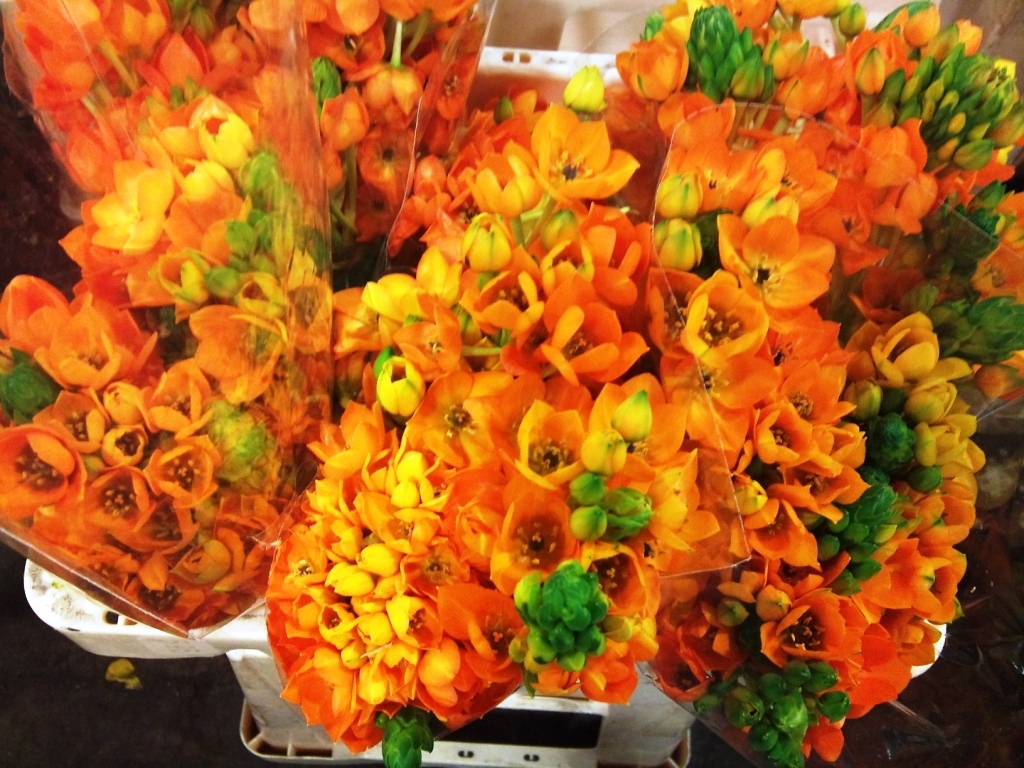 ornithogalum-dubium.jpg?mtime=20171003165220#asset:12776