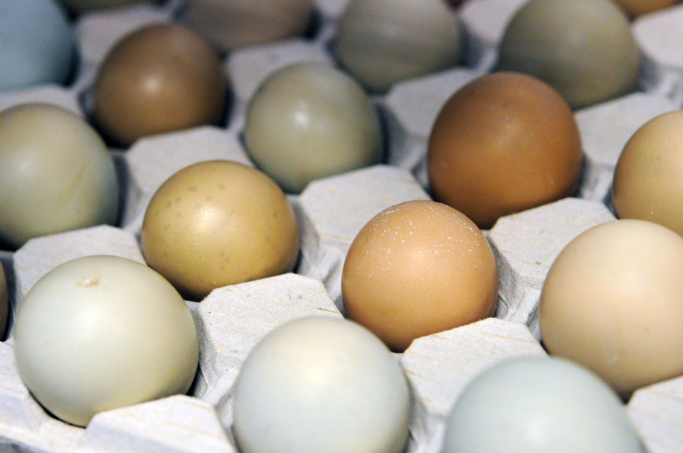 pheasant-eggs.jpg?mtime=20170922135449#asset:11467
