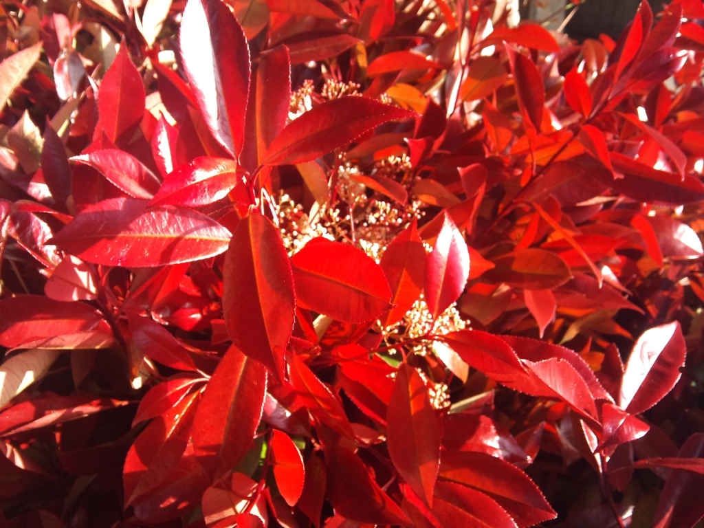 photinia.jpg?mtime=20171003165019#asset:12769