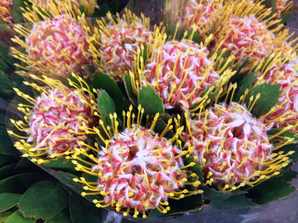 protea.jpg?mtime=20171003165827#asset:12794