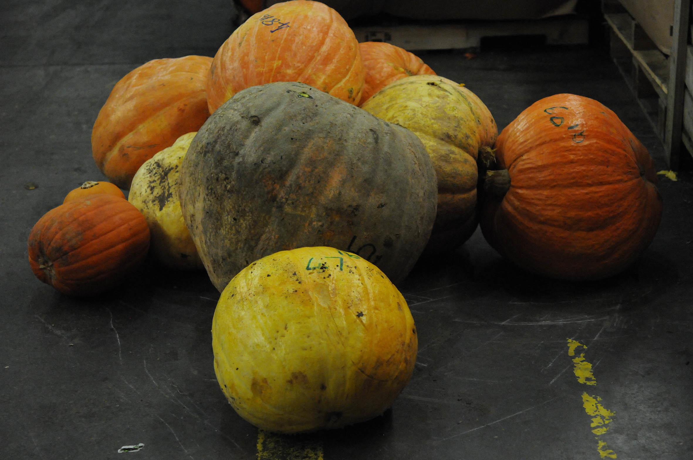 pumpkin_pile.jpg?mtime=20170922115350#asset:11404