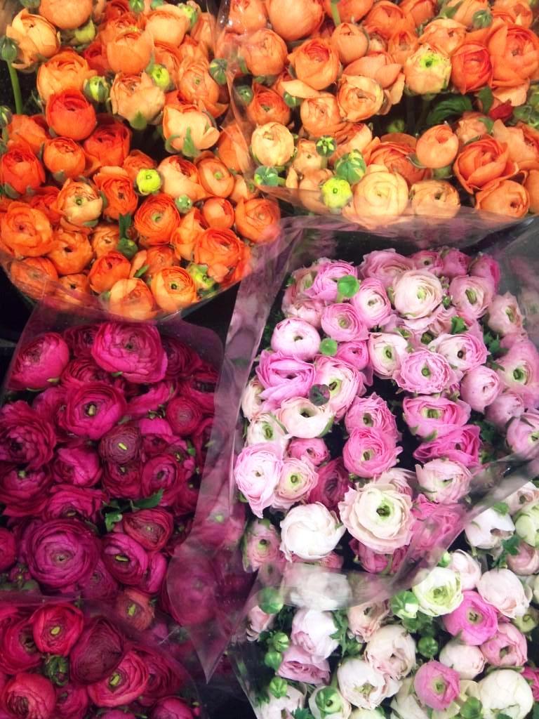 ranunculus.jpg?mtime=20171003153530#asset:12611