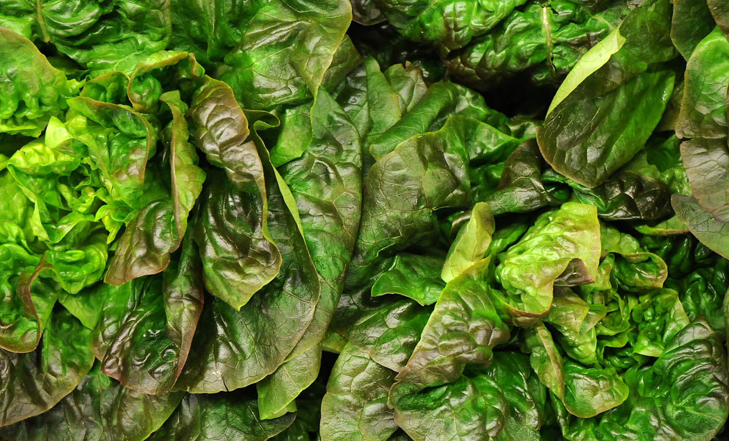 red-batavian-lettuce.jpg?mtime=20170922144728#asset:11560