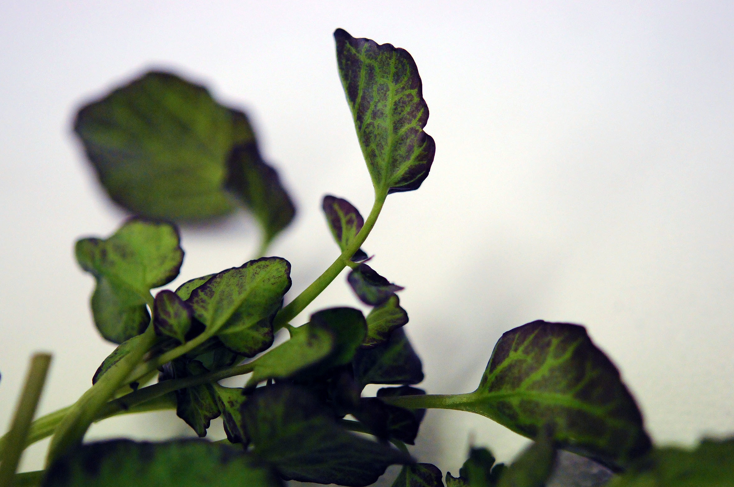 red-watercress.jpg?mtime=20170922140821#asset:11476