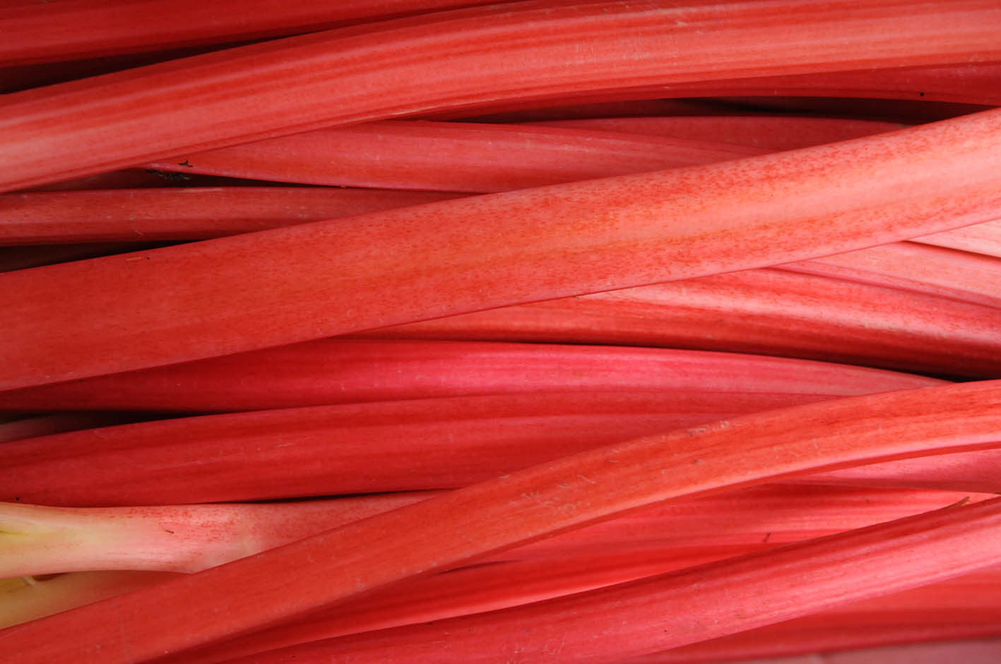 rhubarb.jpg?mtime=20170922144729#asset:11561