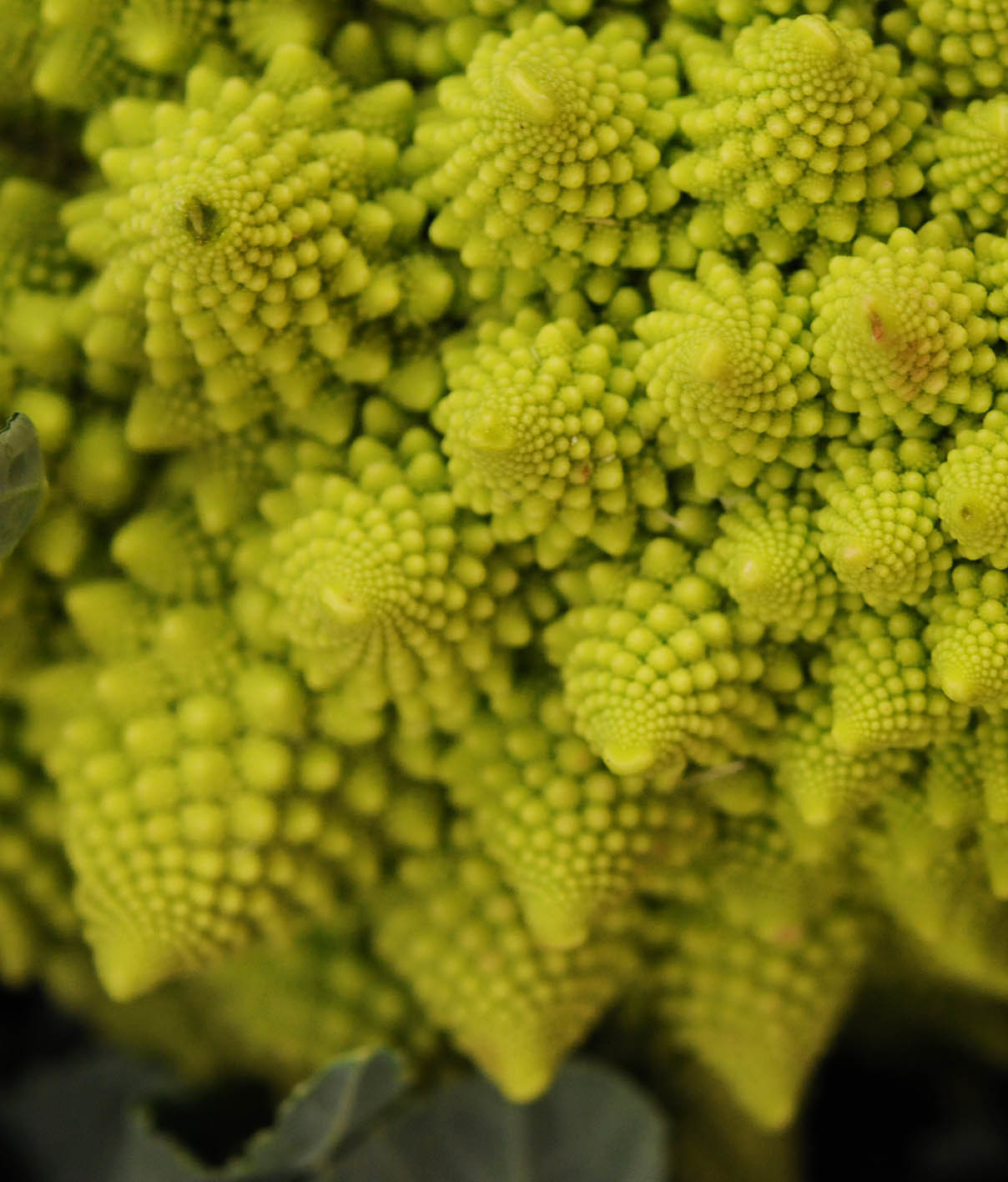 romanesco_170922_144729.jpg?mtime=20170922144729#asset:11562