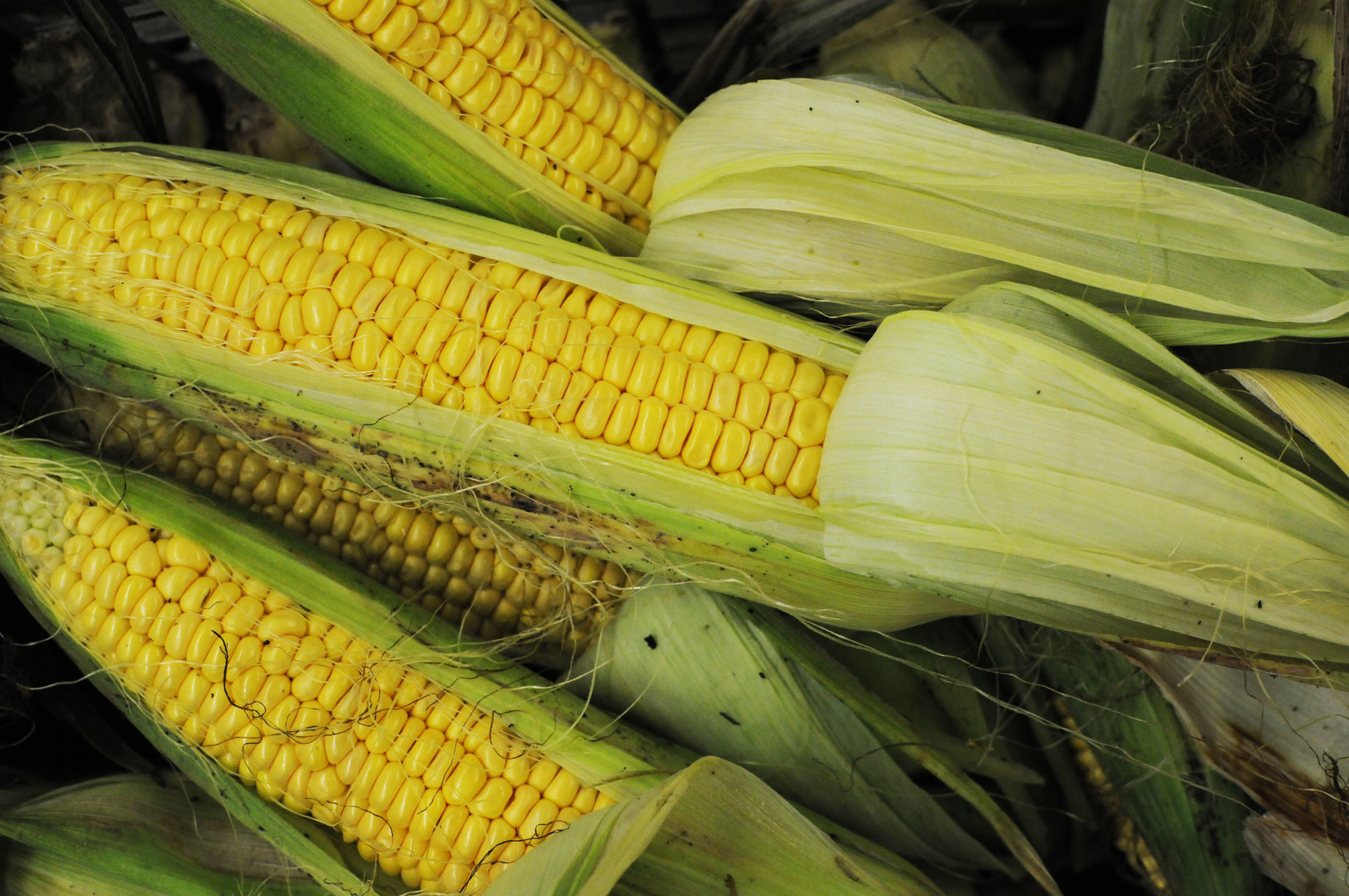 sweetcorn.jpg?mtime=20170922121323#asset:11438