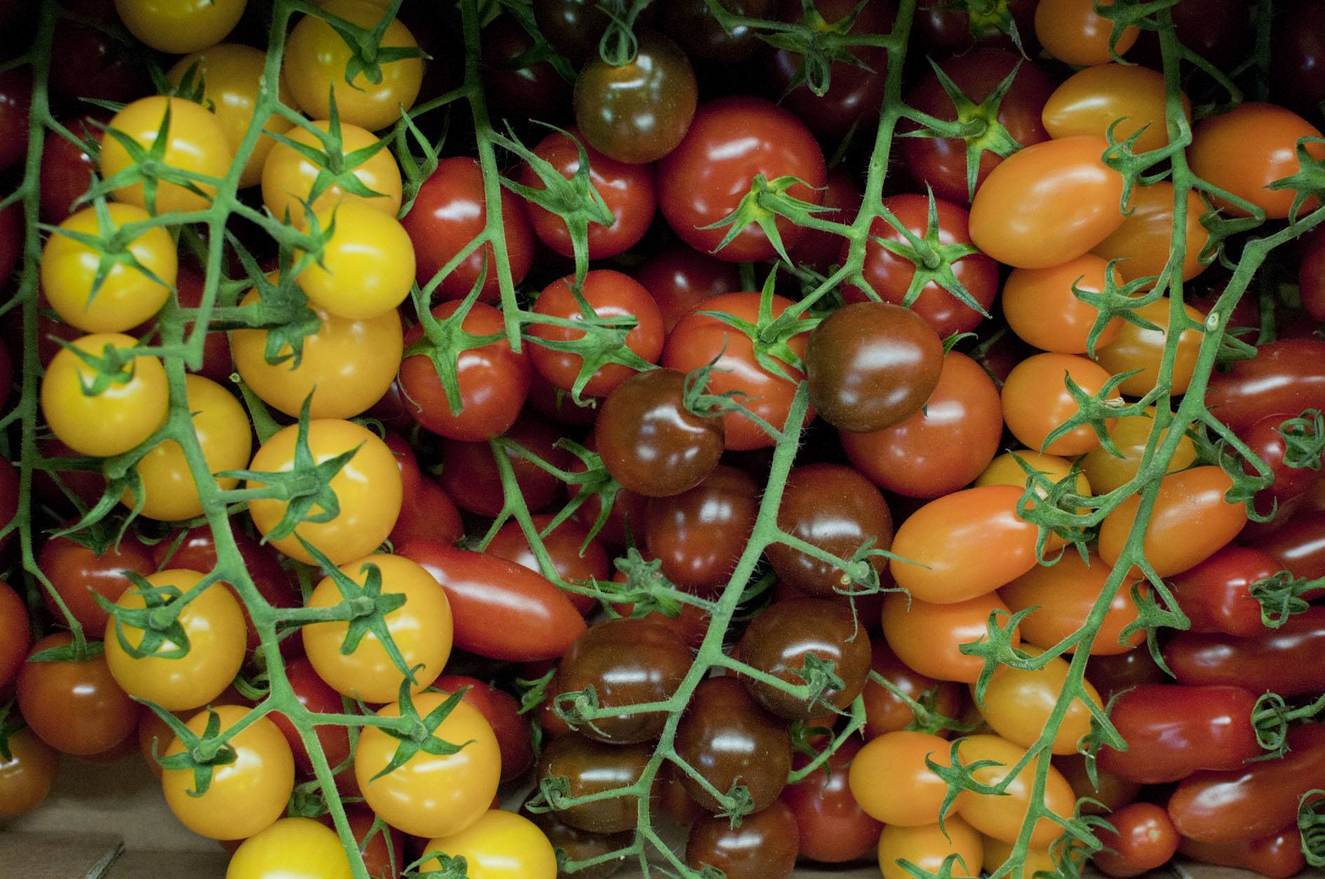 tomatoes_170922_121325.jpg?mtime=20170922121325#asset:11439