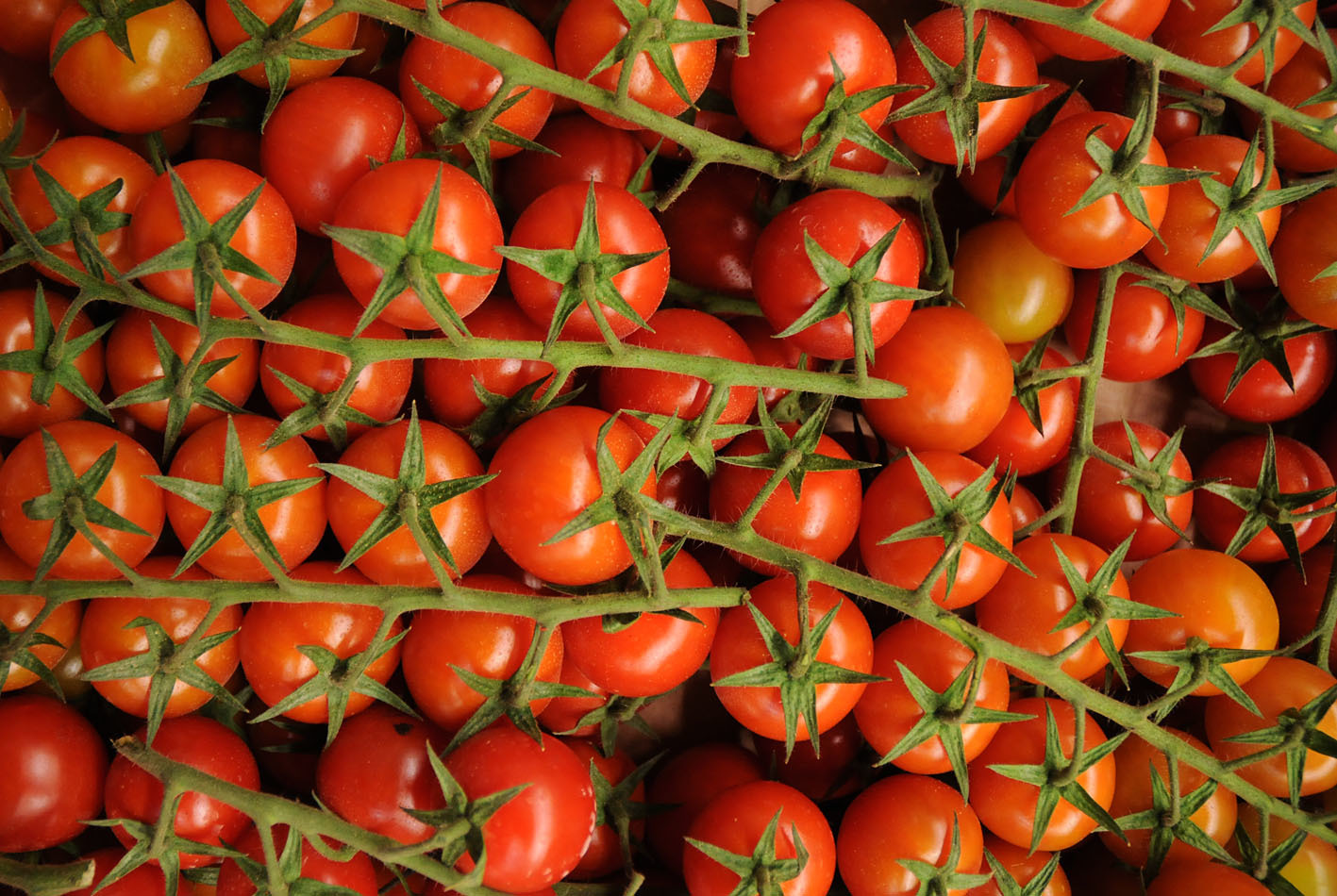 tomatoes_170922_144316.jpg?mtime=20170922144315#asset:11553