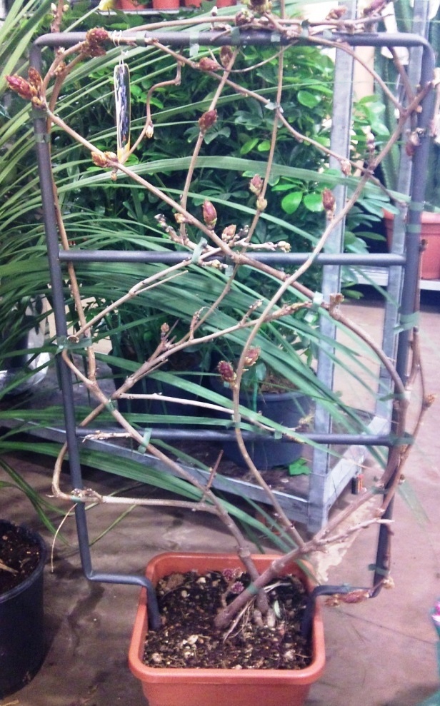 trained-wisteria.jpg?mtime=20171003165100#asset:12772